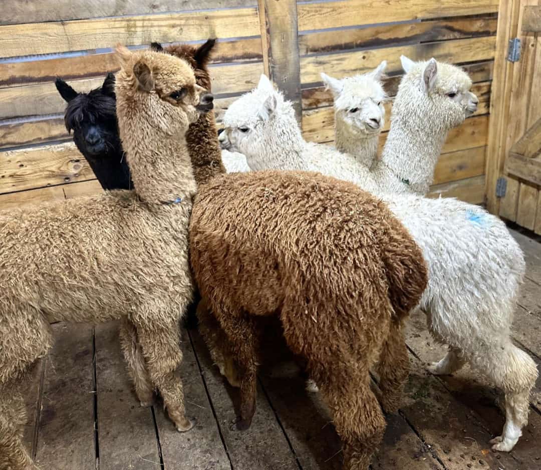 Интернетте ешқандай зиянсыз порно бейнелерді таң қалдырыңыз Бриджит порно актрисасы