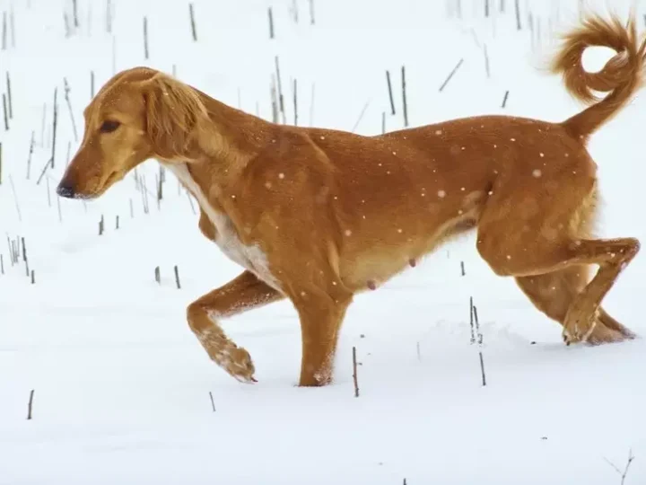 Жеті қазынаның бірі