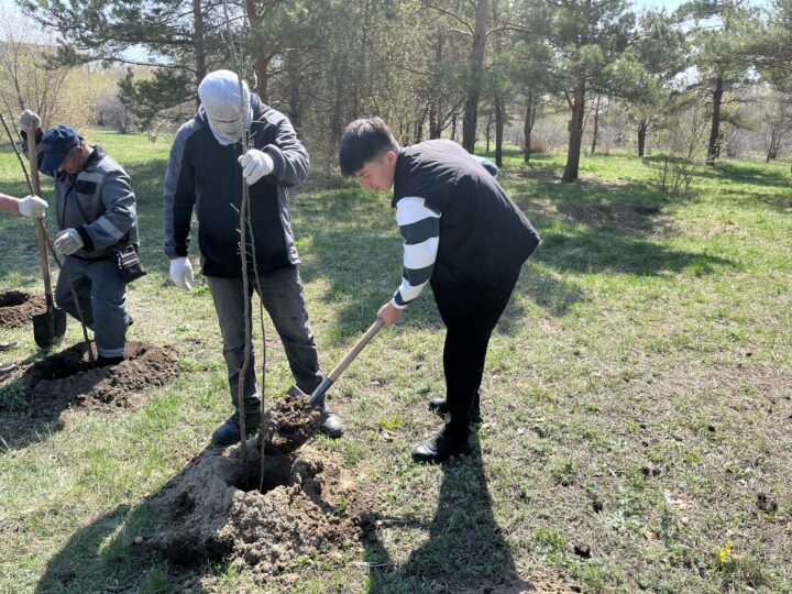 Қарағандының орталық саябағында алма бағы пайда болады