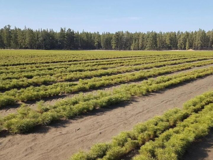 Қарағанды облысында жасыл желек аумағы ұлғайып келеді