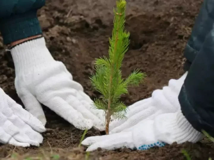 1,5 млрд көшет отырғызылды: Қазақстанда ормандарды қалай қалпына келтіріп, шөлге айналумен күресуде
