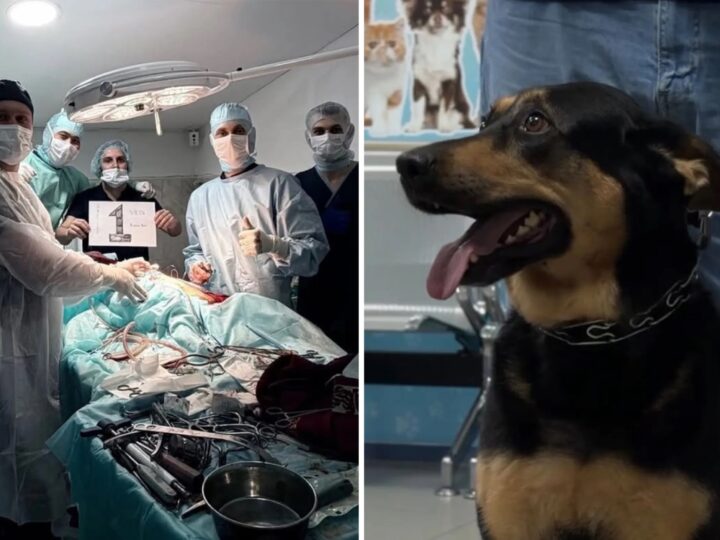 Ветеринария саласында алғаш рет бірегей ота жасалды