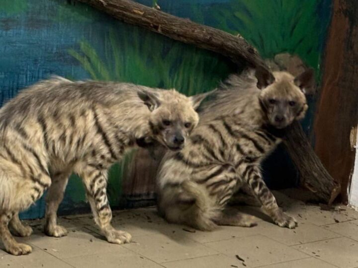 Қарағанды зообағына сирек жыртқыштар әкелінді