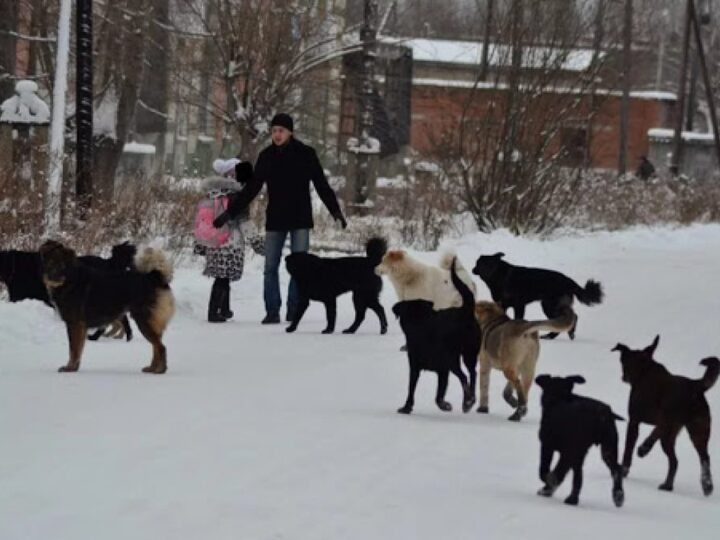 Қаңғыбас иттерге қатысты шешімдер қаралды