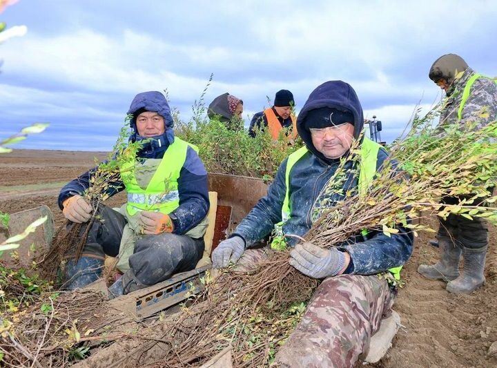 Көгалдандыру жұмыстары жаңа кезеңге өтеді