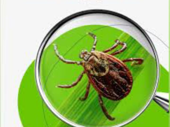 Кене энцефалитінің алдын алу!