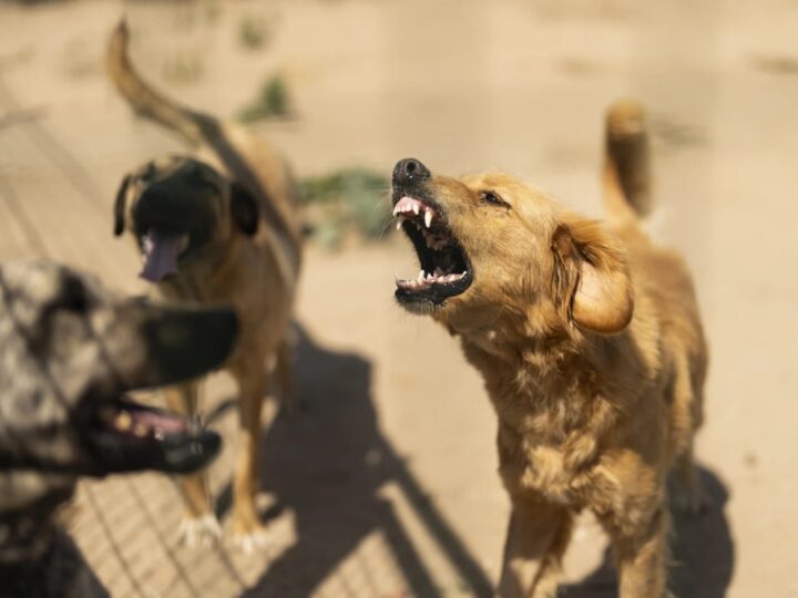 Қаңғыбас иттер мәселесі: жаңа бағдарлама нәтиже бере ме?