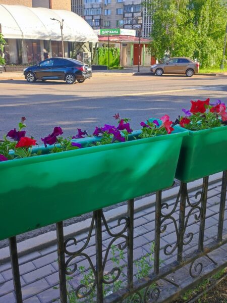 Қарағанды гүлге бөленеді: қалада 1,5 миллионнан астам өсімдік егіледі