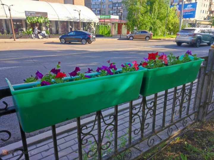 Қарағанды гүлге бөленеді: қалада 1,5 миллионнан астам өсімдік егіледі