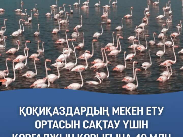 Қоқиқаздардың мекен ету ортасын сақтау үшін Қорғалжын қорығына 40 млн текше метр су жіберілді